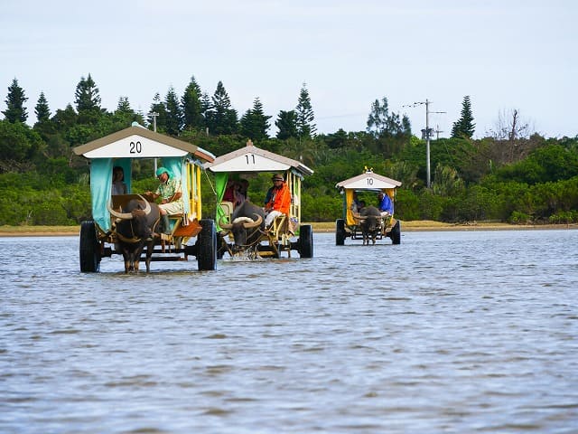 西表島から由布島へ渡る水牛車