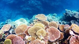 小浜島の海で見られる珊瑚礁
