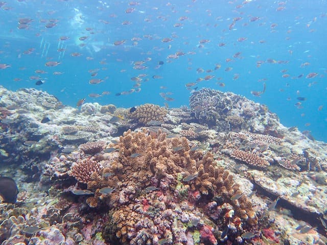 透明度の高い海と海水魚