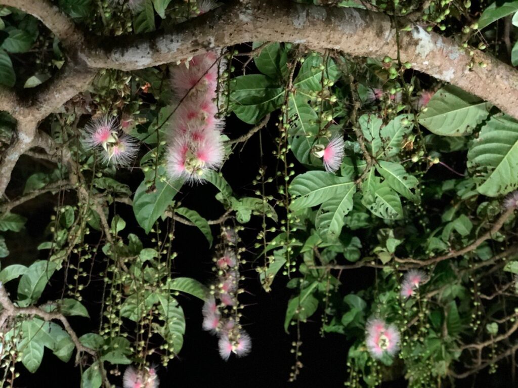 【5・6・7月限定】夜に咲く！幻の花サガリバナ鑑賞ツアー