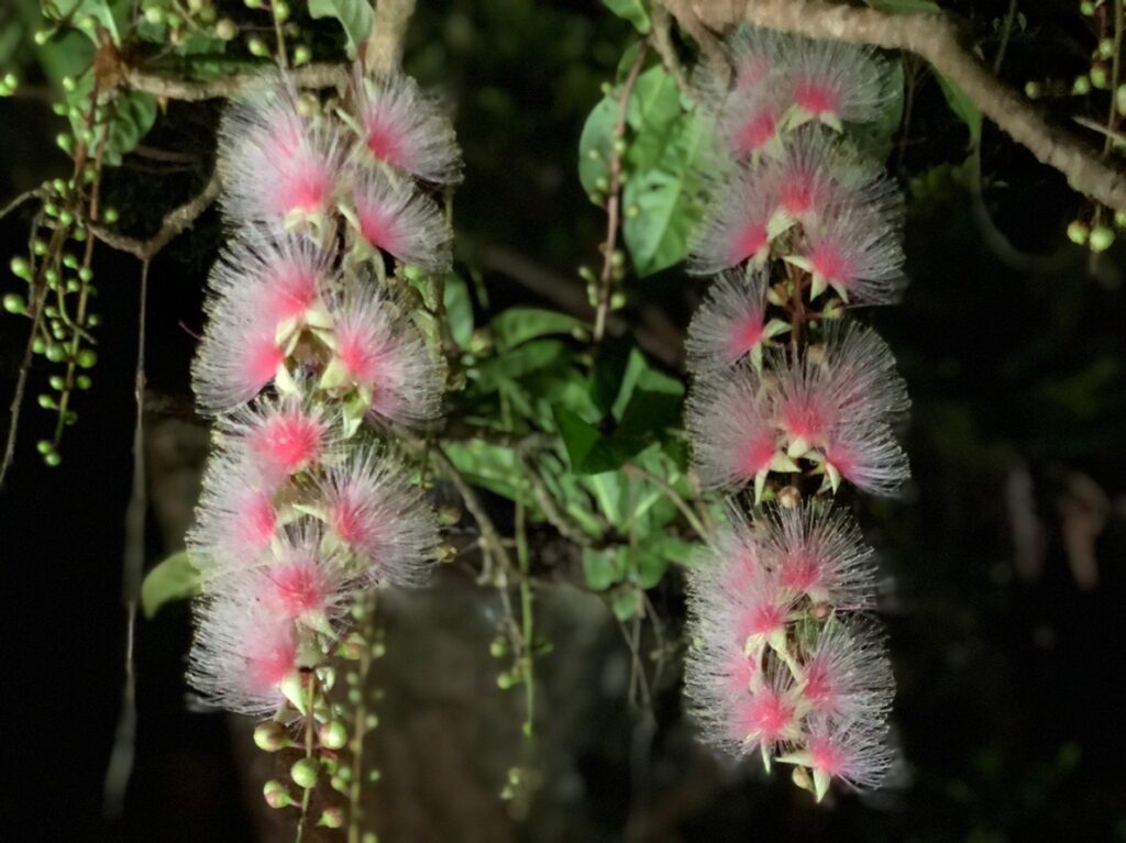 【5・6・7月限定】夜に咲く！幻の花サガリバナ鑑賞ツアー