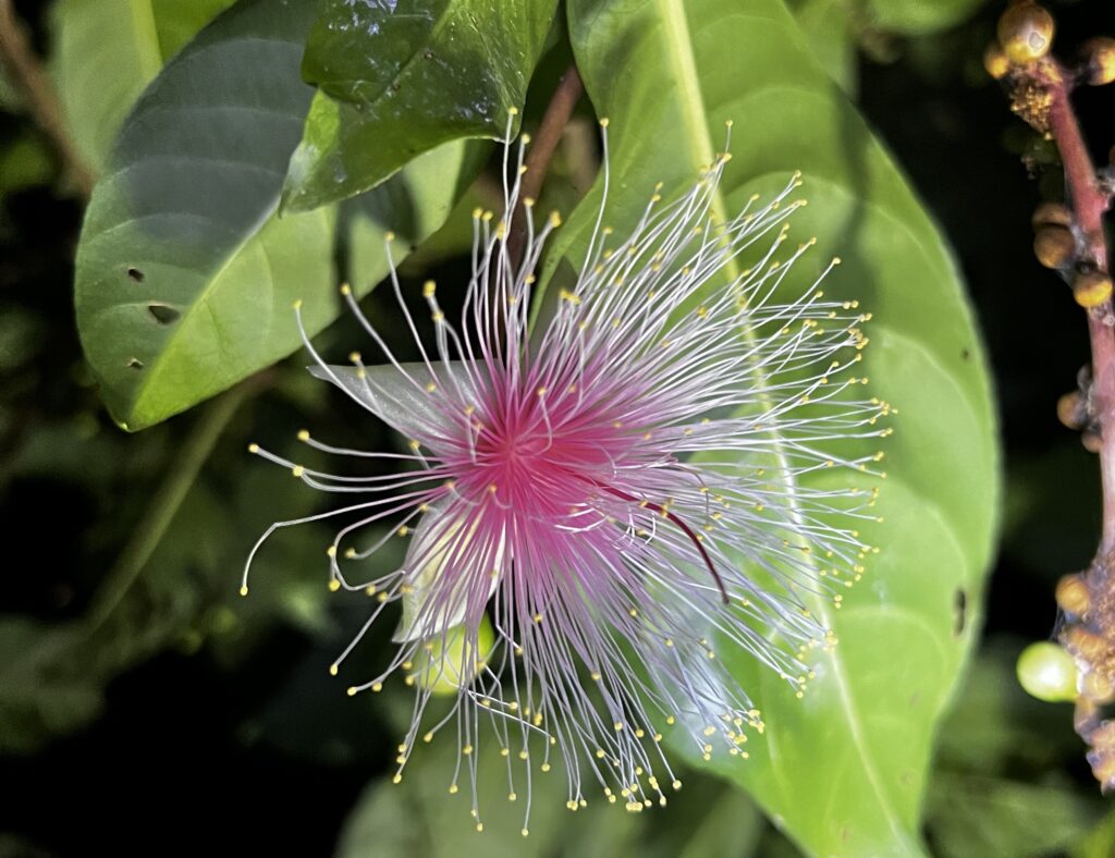 【5・6・7月限定】夜に咲く！幻の花サガリバナ鑑賞ツアー