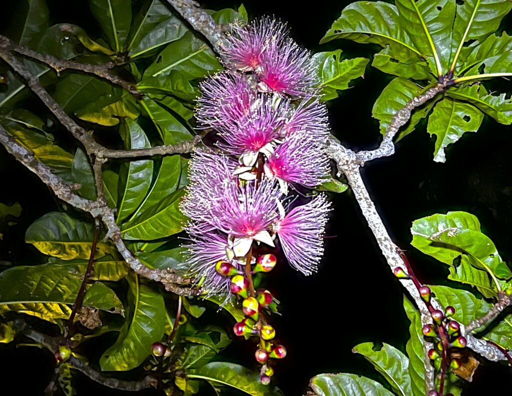 【5・6・7月限定】夜に咲く！幻の花サガリバナ鑑賞ツアー