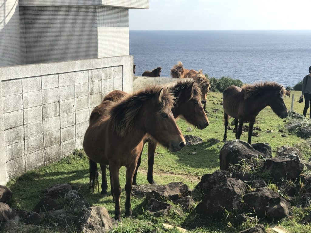 馬が放し飼いにされている与那国島の東崎展望台