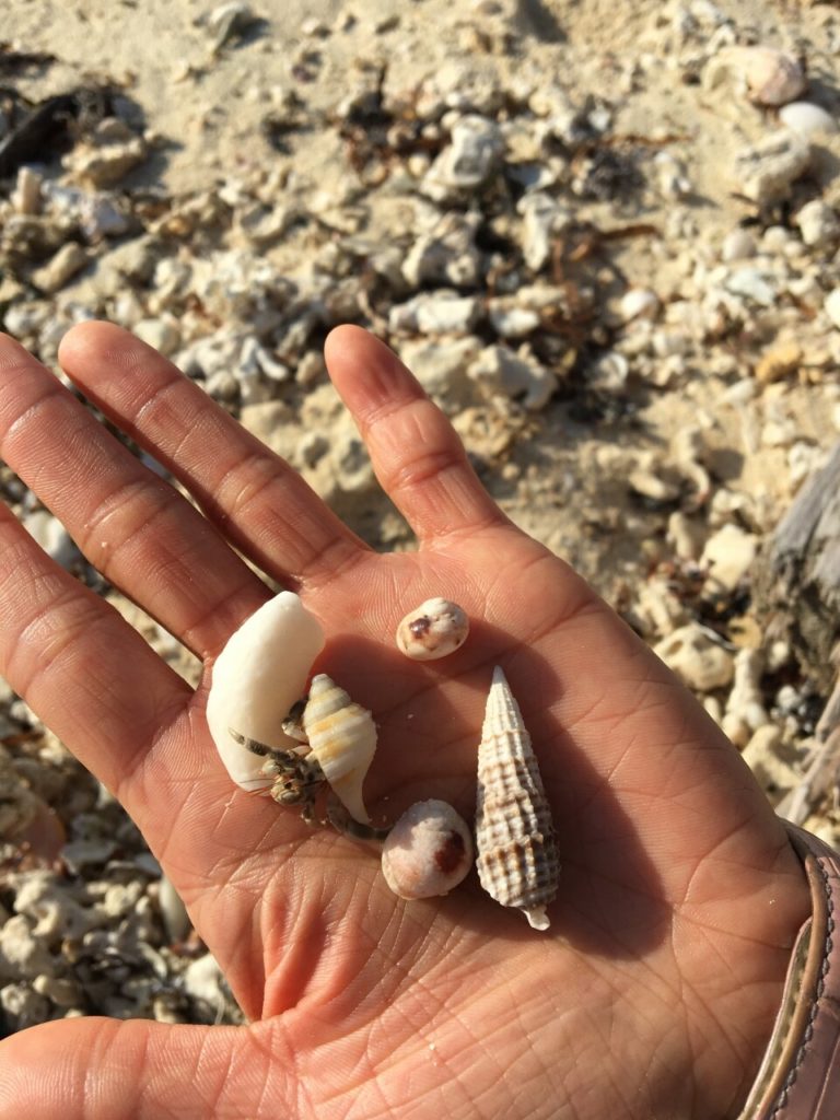 竹富島のアイヤル浜の貝殻