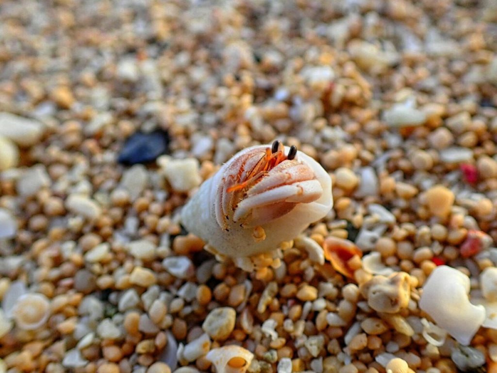 かわいらしい亜熱帯の生き物