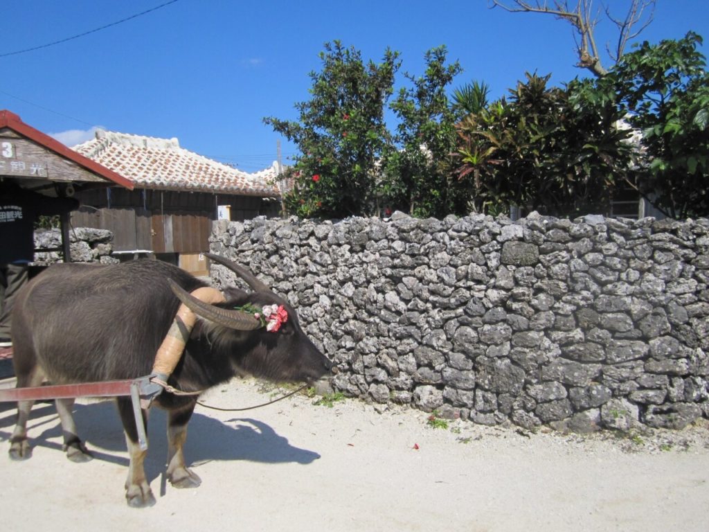 竹富島の水牛車