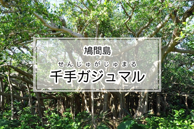 鳩間島の千手ガジュマル