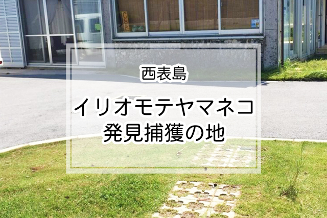 西表島のイリオモテヤマネコ発見捕獲の地