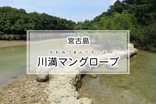 宮古島の川満マングローブ