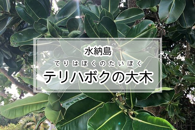 水納島のテリハボクの大木