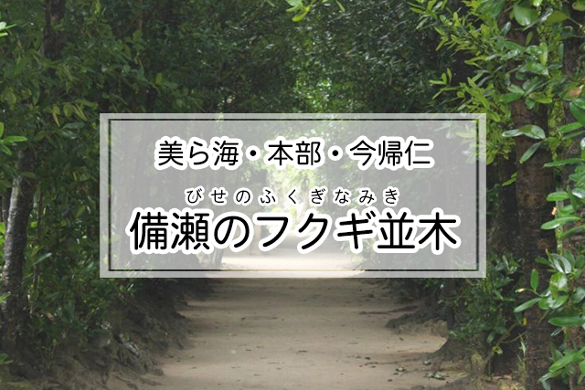 美ら海・本部・今帰仁エリアの備瀬のフクギ並木