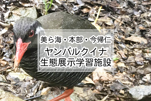 美ら海・本部・今帰仁エリアのヤンバルクイナ生態展示学習施設