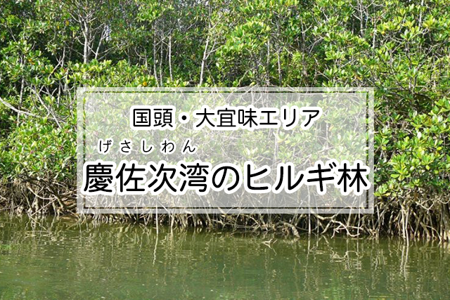 国頭・大宜味エリア の慶佐次湾のヒルギ林