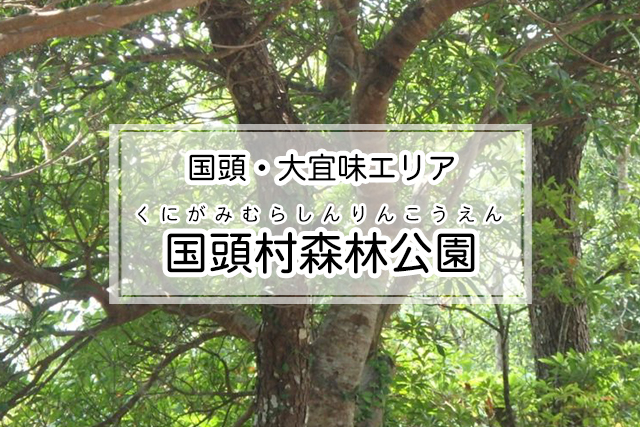 国頭・大宜味エリア の国頭村森林公園