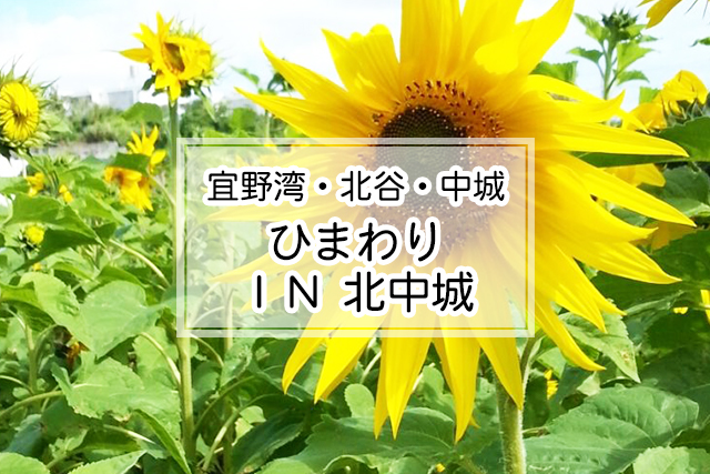 宜野湾・北谷・中城エリアのひまわり ＩＮ 北中城