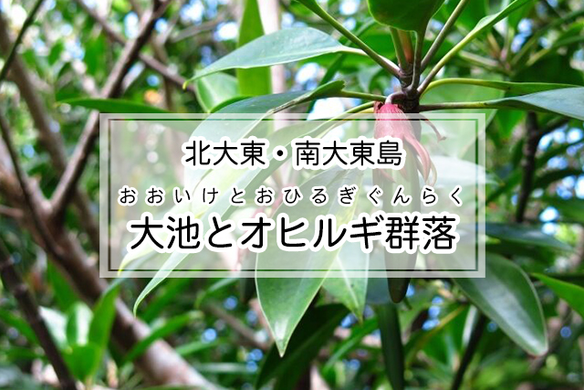 北大東・南大東島エリアの大池とオヒルギ群落