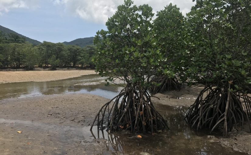 吹通川のヒルギ群落 石垣島の観光スポット 沖縄トリップ 沖縄最大級のアクティビティ予約サイト