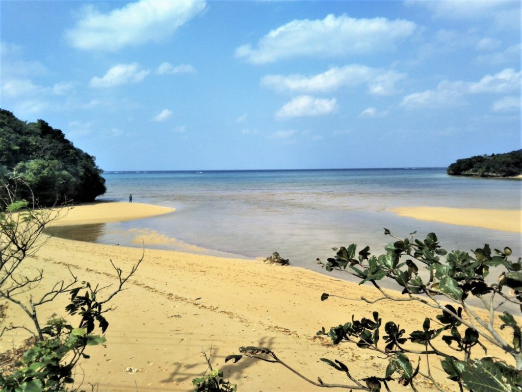 吹通川のヒルギ群落 石垣島の観光スポット 沖縄トリップ 沖縄最大級のアクティビティ予約サイト