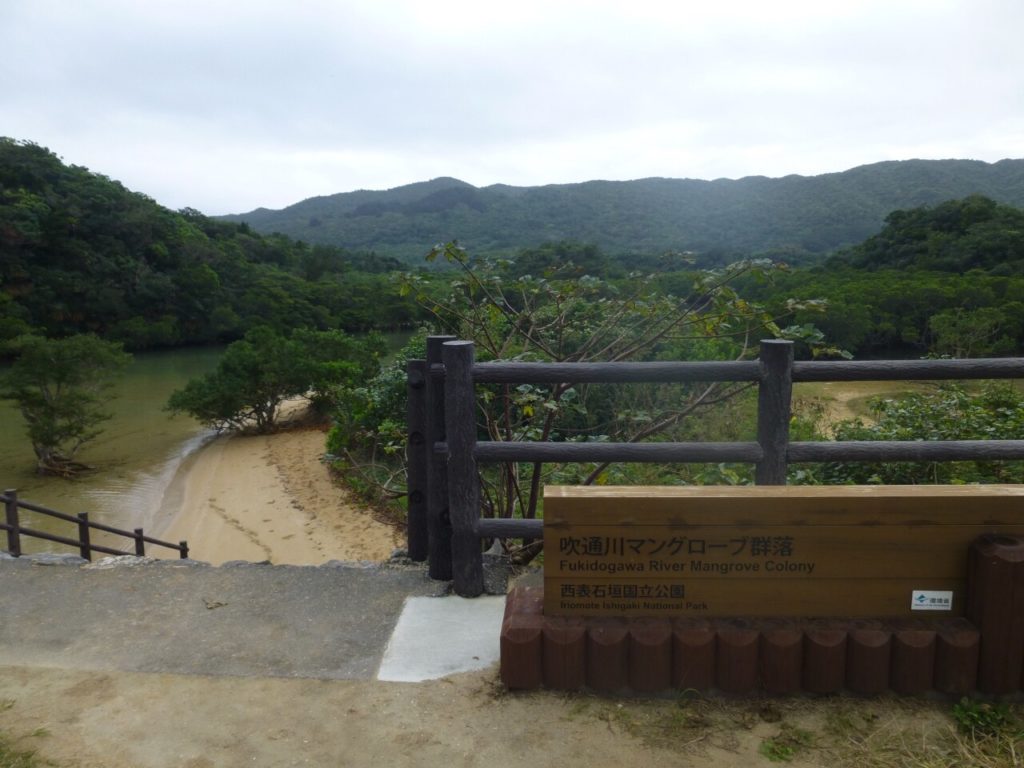 吹通川のヒルギ群落 石垣島の観光スポット 沖縄トリップ 沖縄最大級のアクティビティ予約サイト