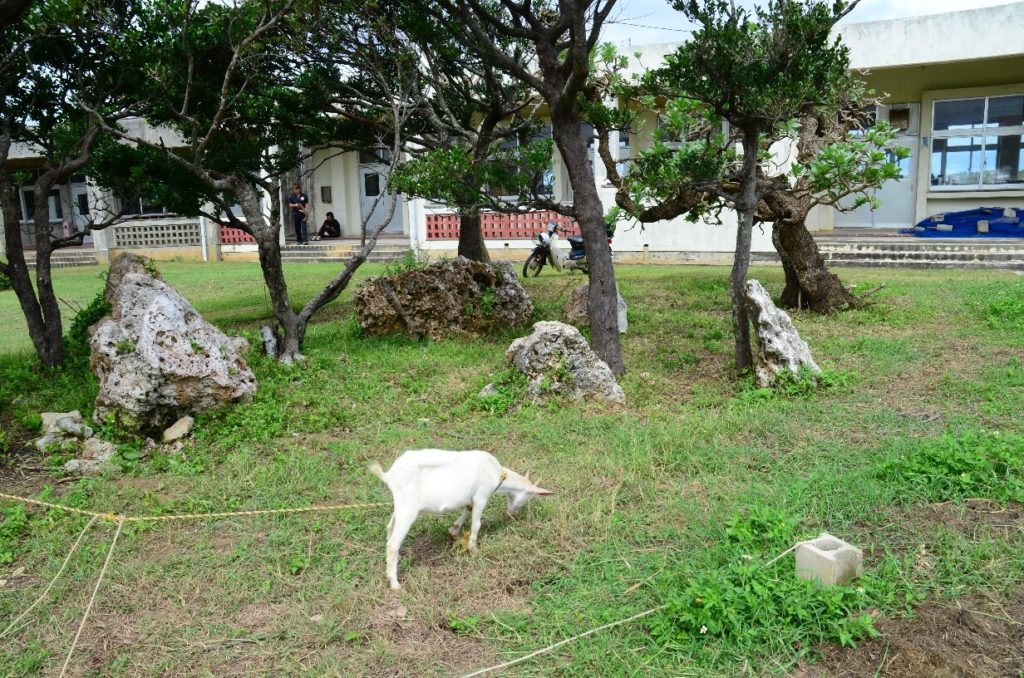 波照間小中学校で飼われているヤギ