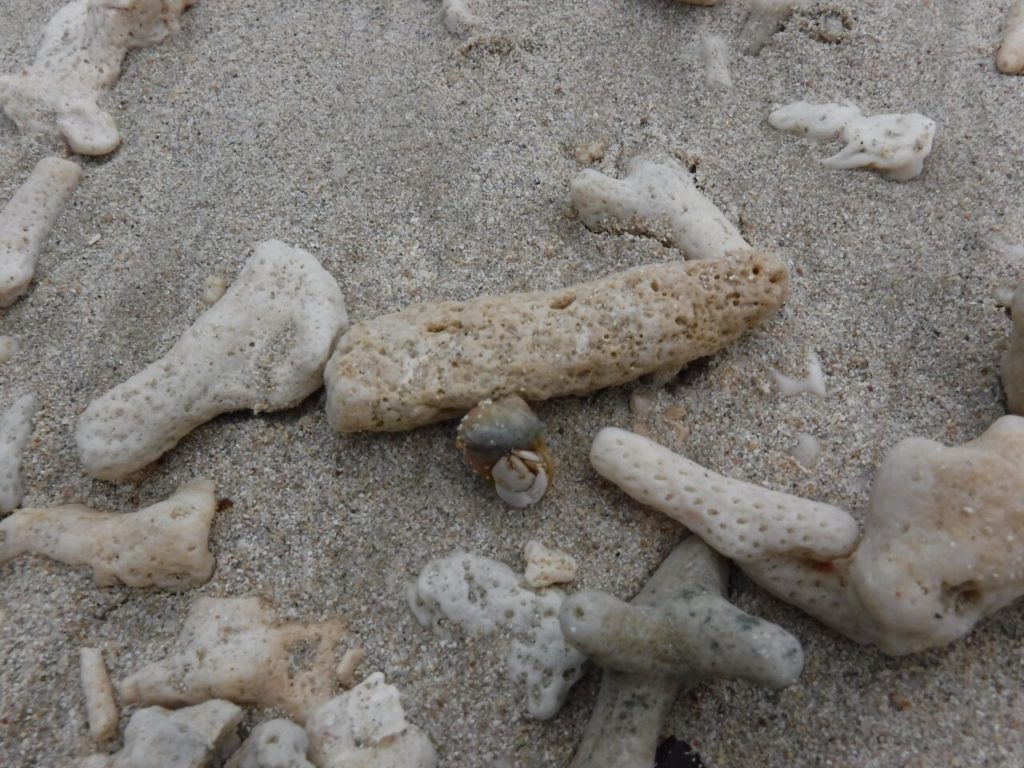 イダの浜に落ちたサンゴの欠片