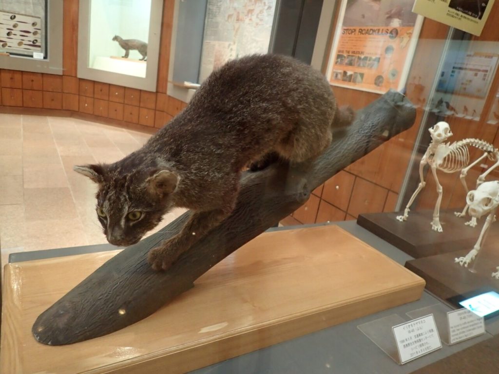 西表野生生物保護センターにあるイリオモテヤマネコの剥製
