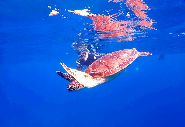 石西礁湖に生息するウミガメ