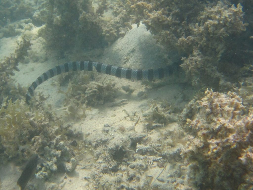 石垣島サンセットビーチの海