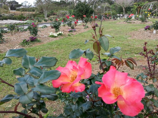 花と竹の公園 沖縄かぐや姫 沖縄本島 国頭 大宜味エリア の観光スポット 沖縄トリップ 花と竹の公園 沖縄かぐや姫 沖縄本島 国頭 大宜味エリア の観光スポット 沖縄トリップ