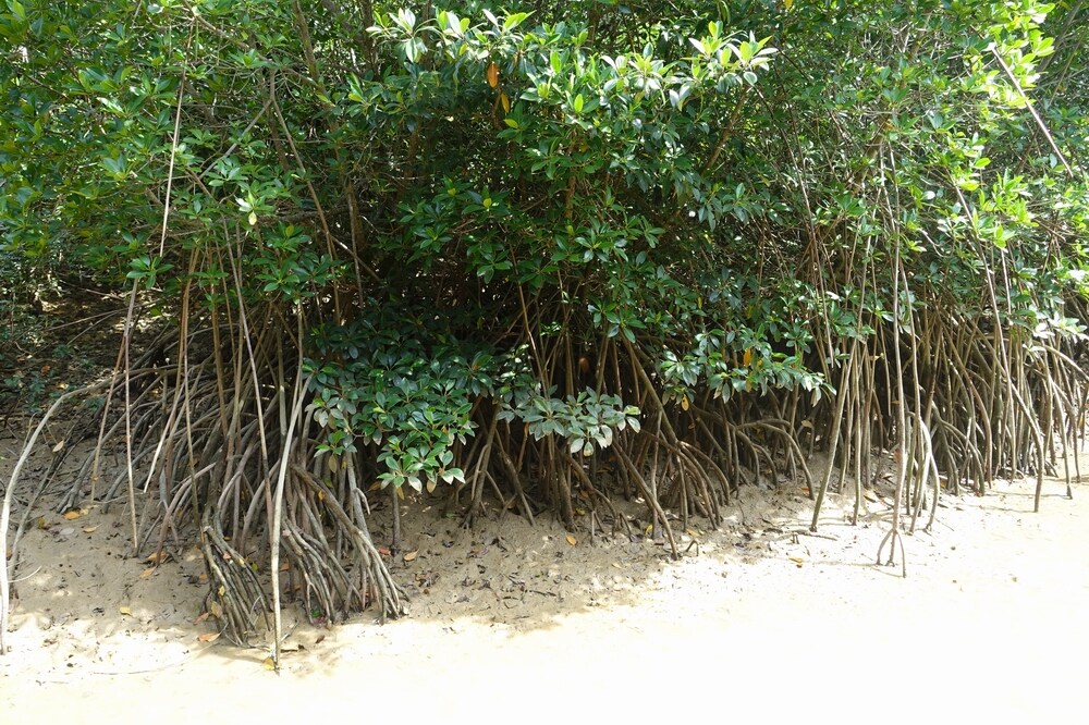川満マングローブのマングローブ林