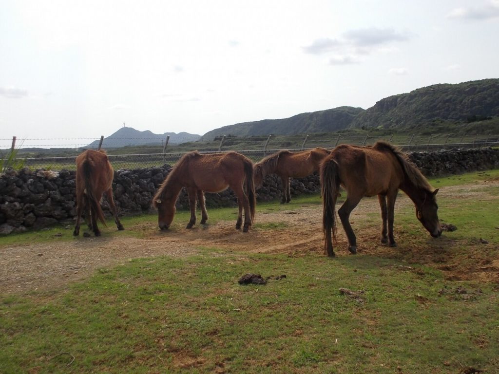 与那国島の北牧場で食事中の馬