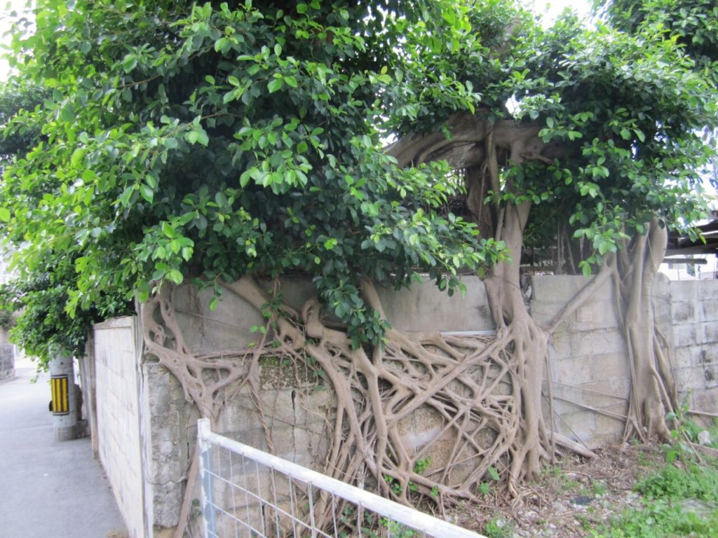 壁に張り出した国吉家のガジュマル巨木