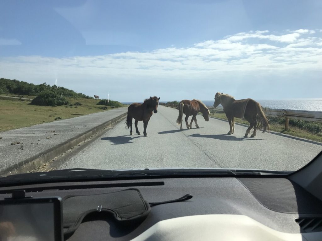 道路にいる与那国島の南牧場の馬