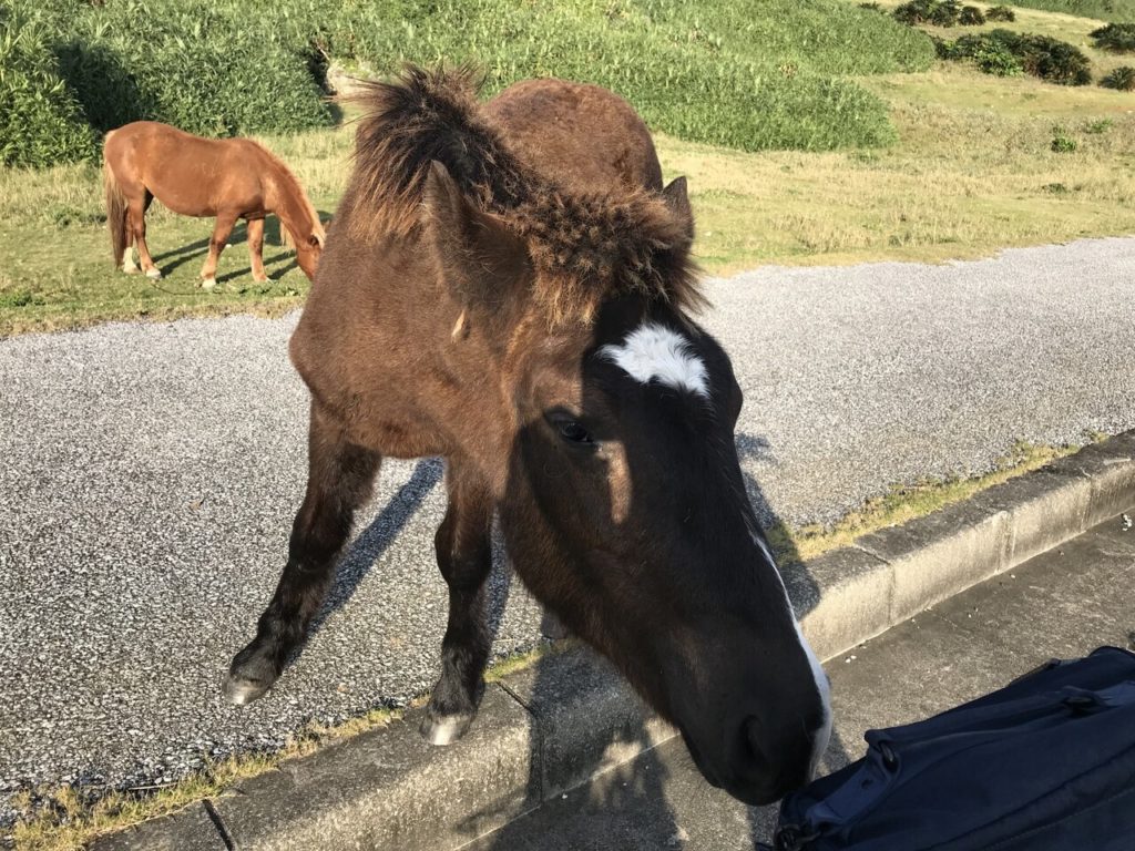 TVでも話題の与那国島の南牧場の馬