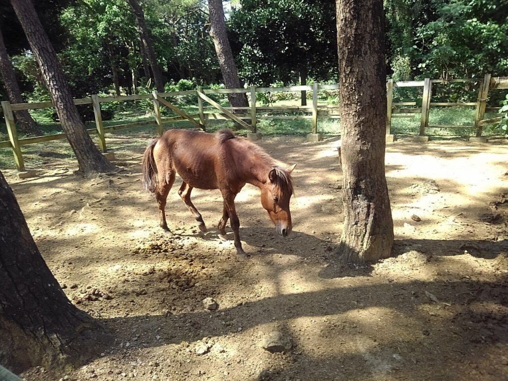 宮古島市熱帯植物園にいる宮古馬