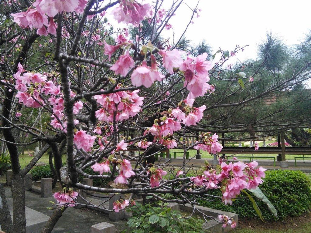 宮古島市熱帯植物園に咲く寒緋桜