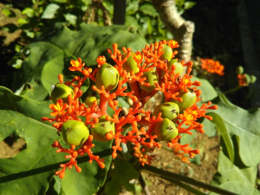 宮古島市熱帯植物園に咲く花