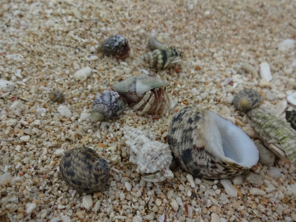 黒島の宮里海岸落ちている貝殻