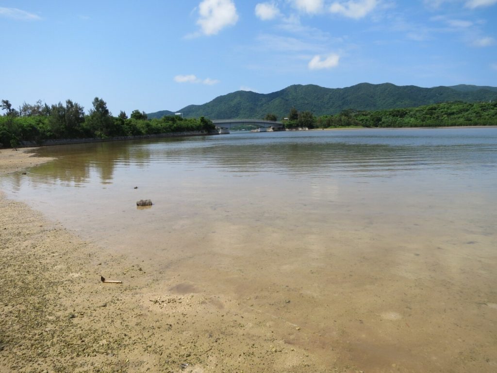 石垣島名蔵アンパルの湿地帯