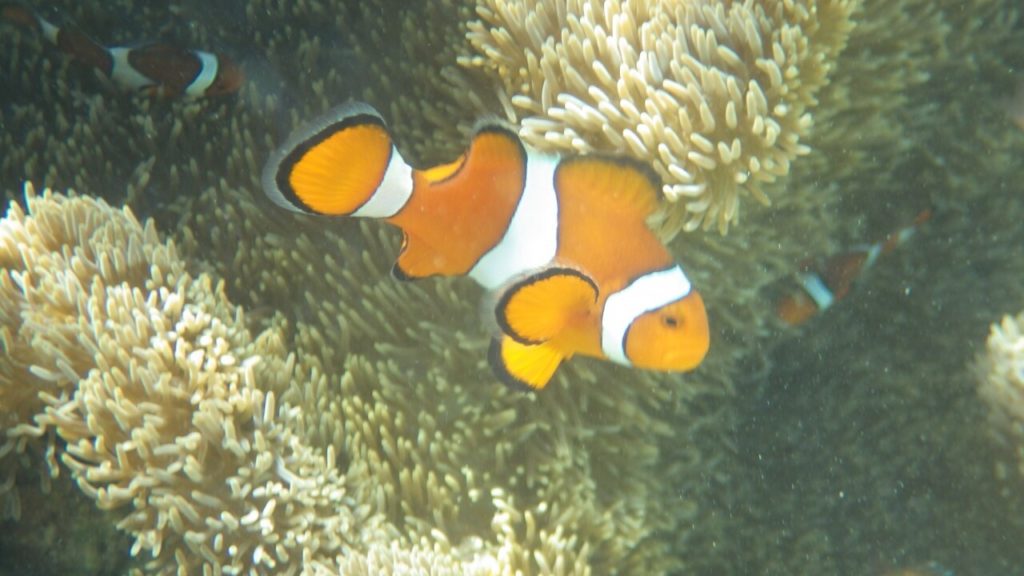 仲本海岸に住むカクレクマノミ