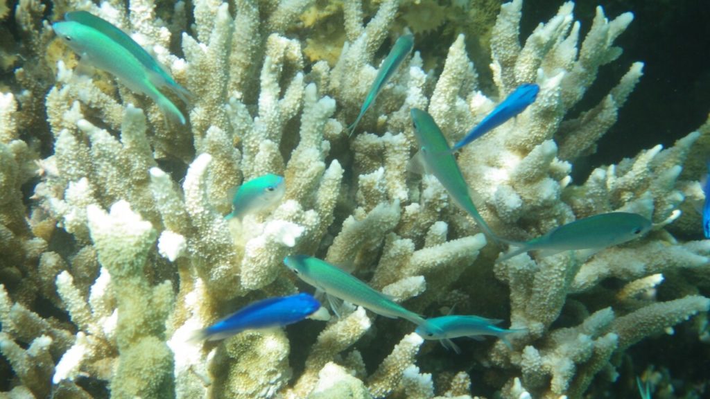 黒島の仲本海岸に住むルリスズメダイ