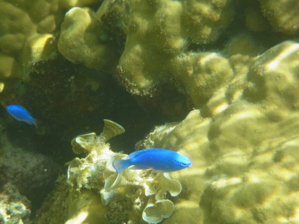 西表島の中野ビーチで見られる熱帯魚