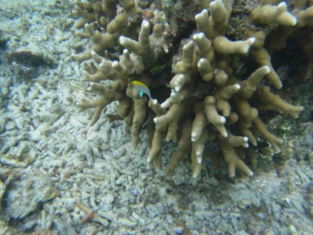 中野ビーチのサンゴ礁