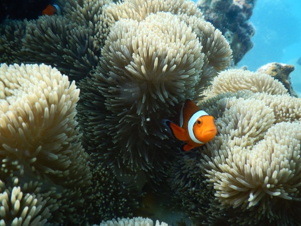 中の島海岸で見られるカラフルサンゴ