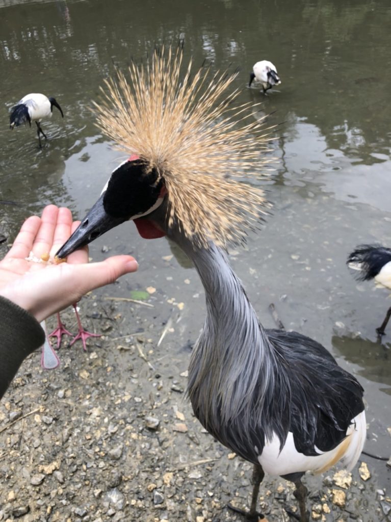 ネオパークオキナワのホオジロカンムリヅル