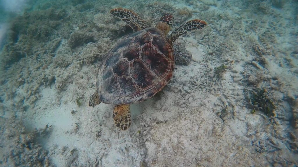 波照間島のニシ浜のウミガメ