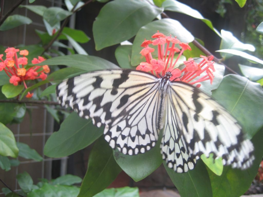 OKINAWAフルーツランドの蝶々
