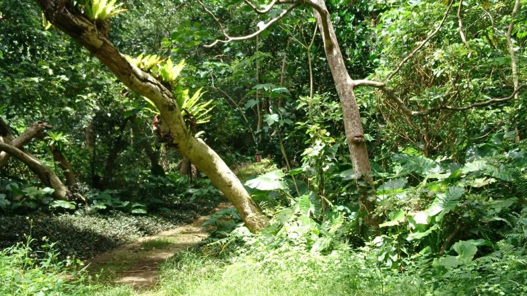 大野山林の木々