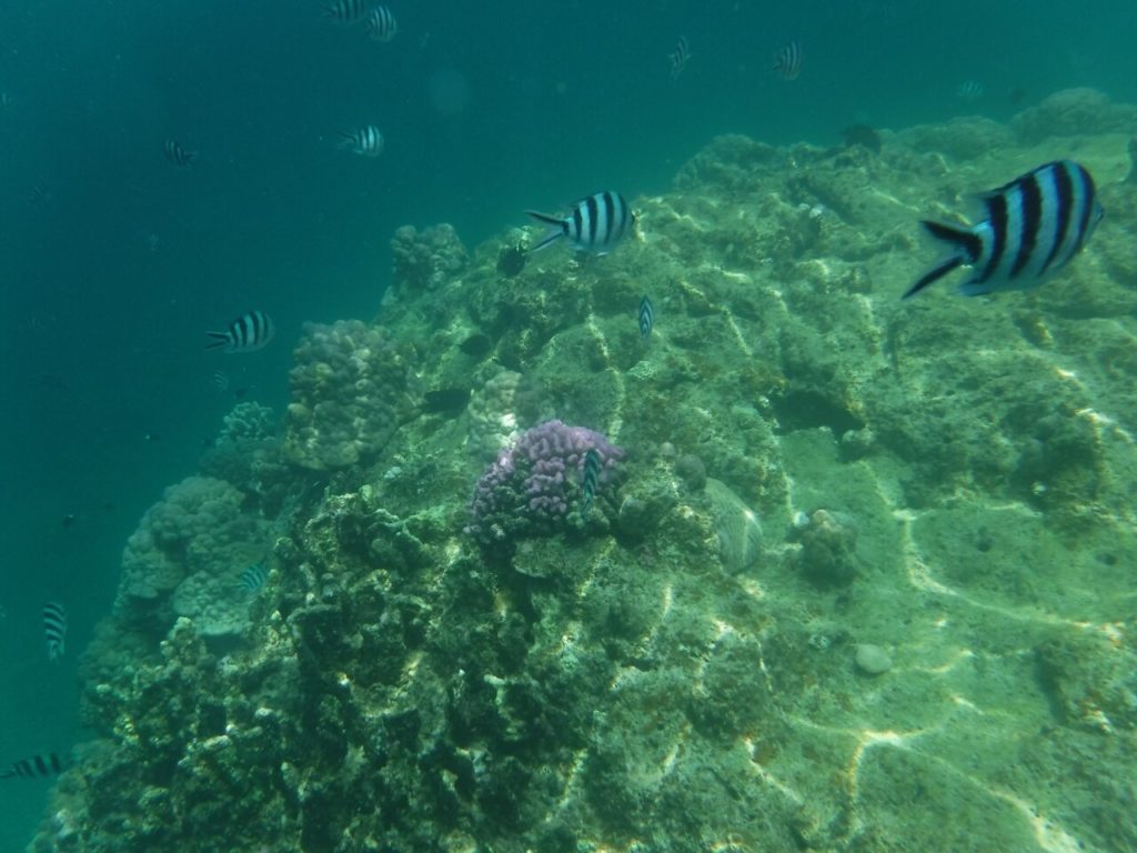 石垣島の大崎ビーチの海の中